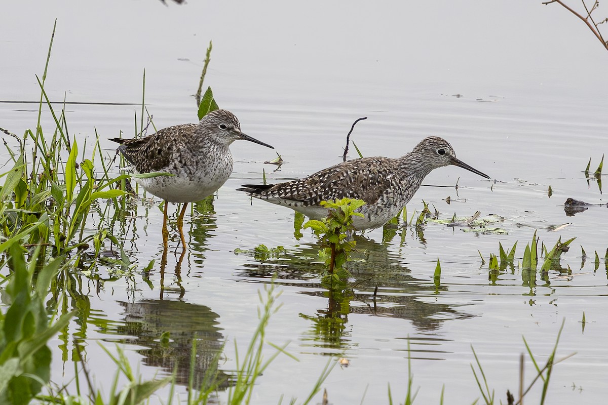 Lesser Yellowlegs - ML633361498