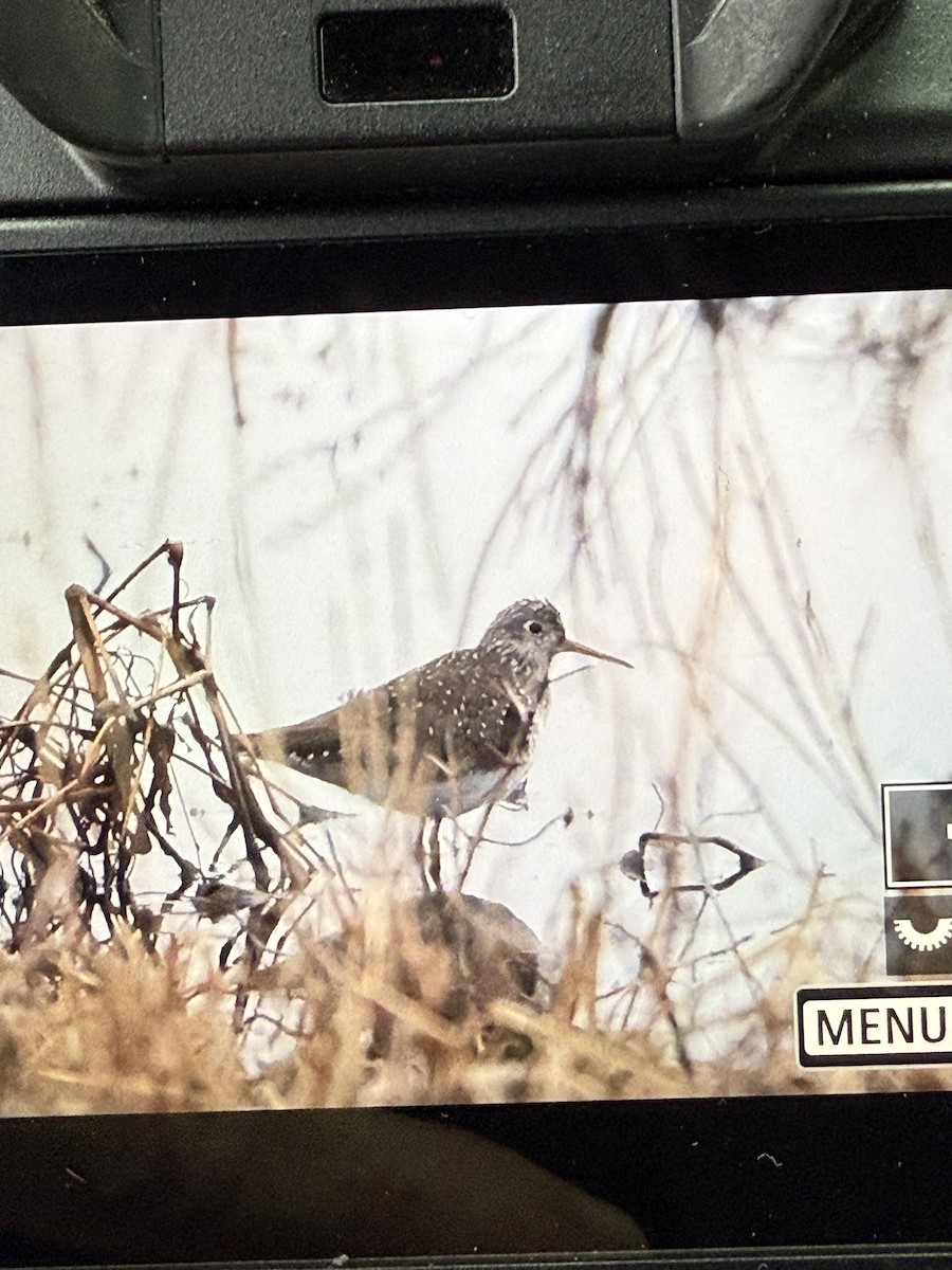 Solitary Sandpiper - ML633361513