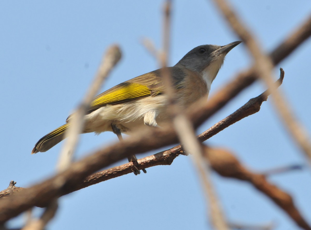 Rufous-banded Honeyeater - ML633361538