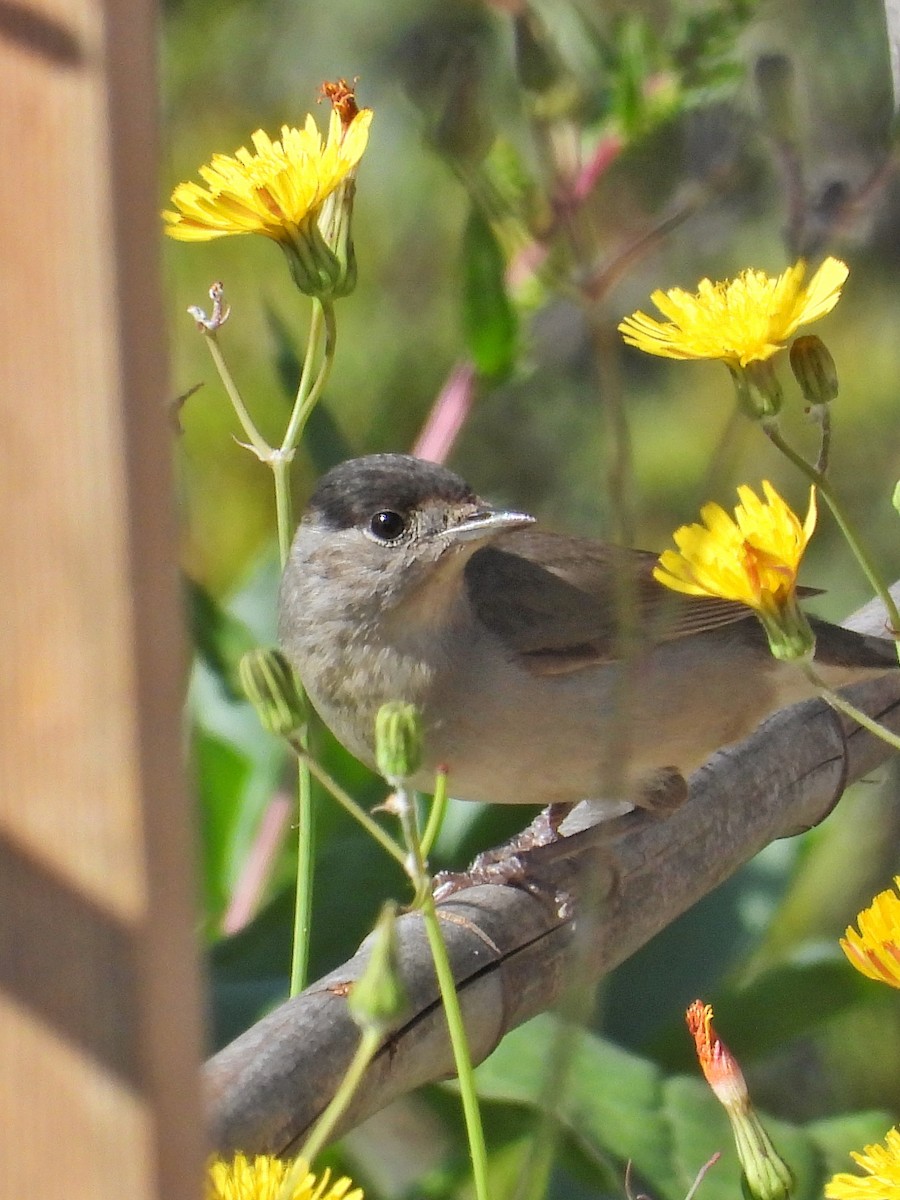 Eurasian Blackcap - ML633361551