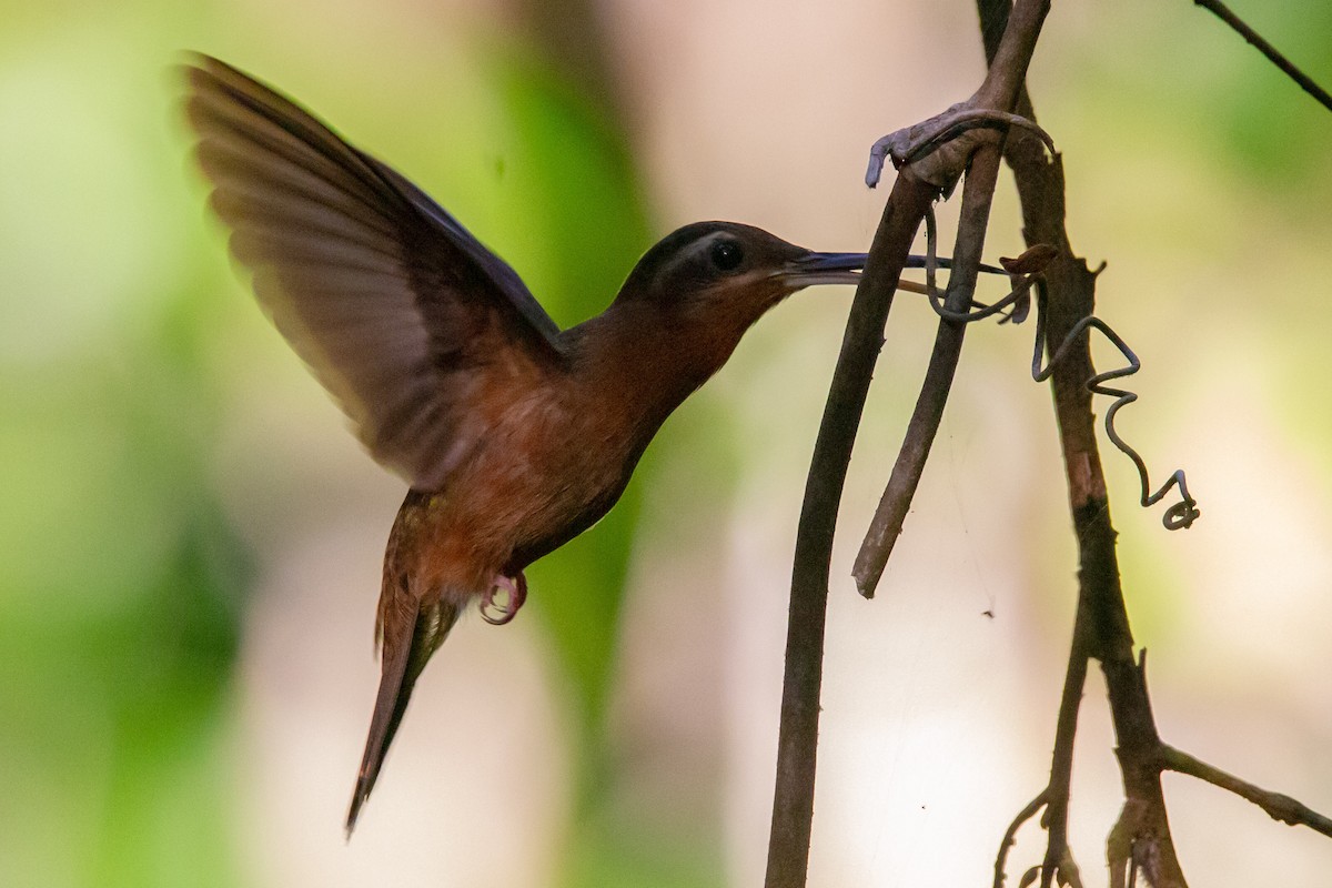 Hook-billed Hermit - ML633361576