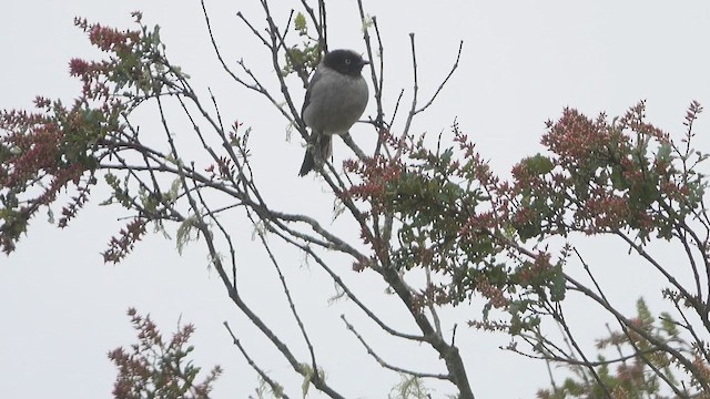 Black-headed Hemispingus - ML633361656