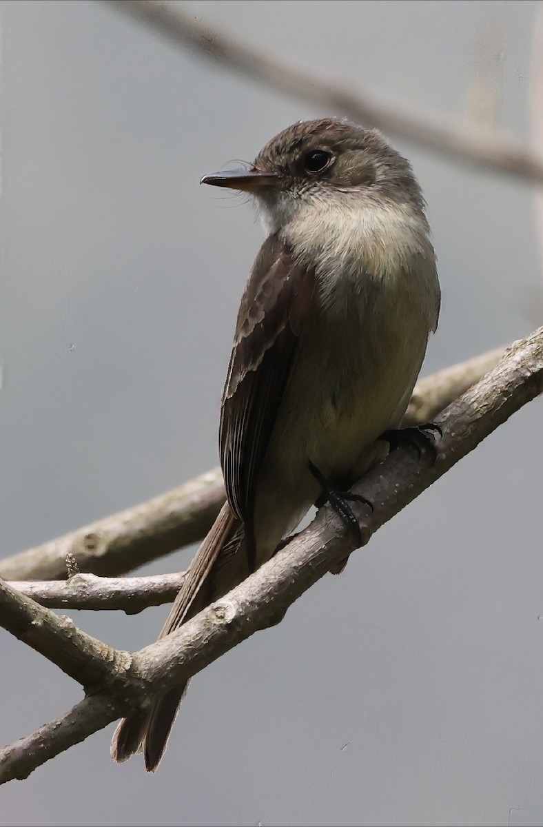 Hispaniolan Pewee - ML633361764