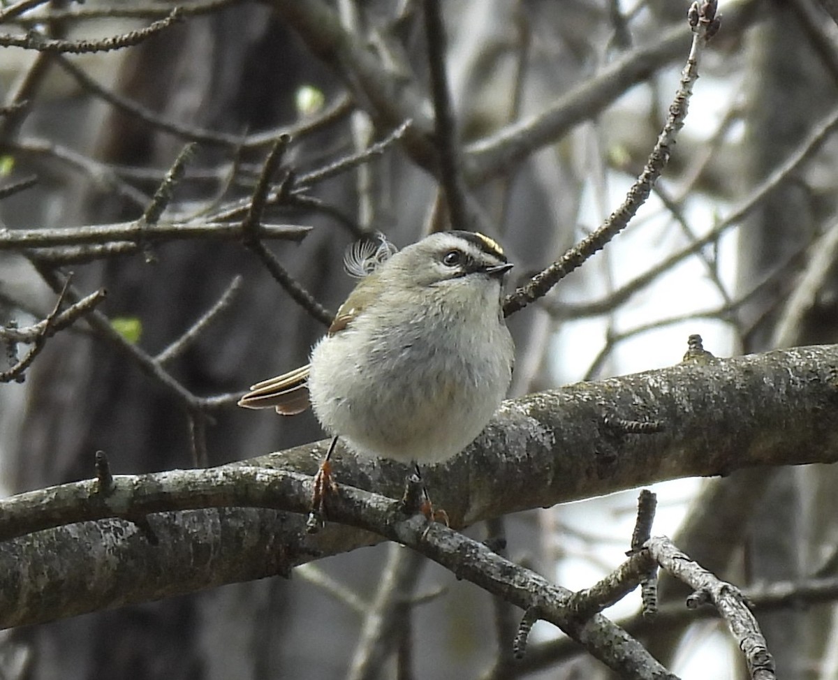 Golden-crowned Kinglet - ML633361870
