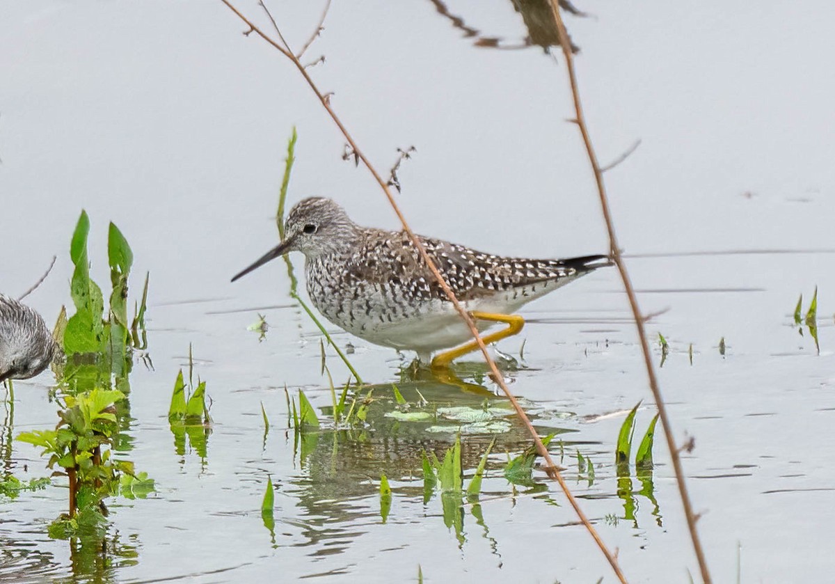 Lesser Yellowlegs - ML633361970