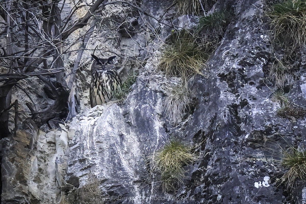 výr velký - ML633361977