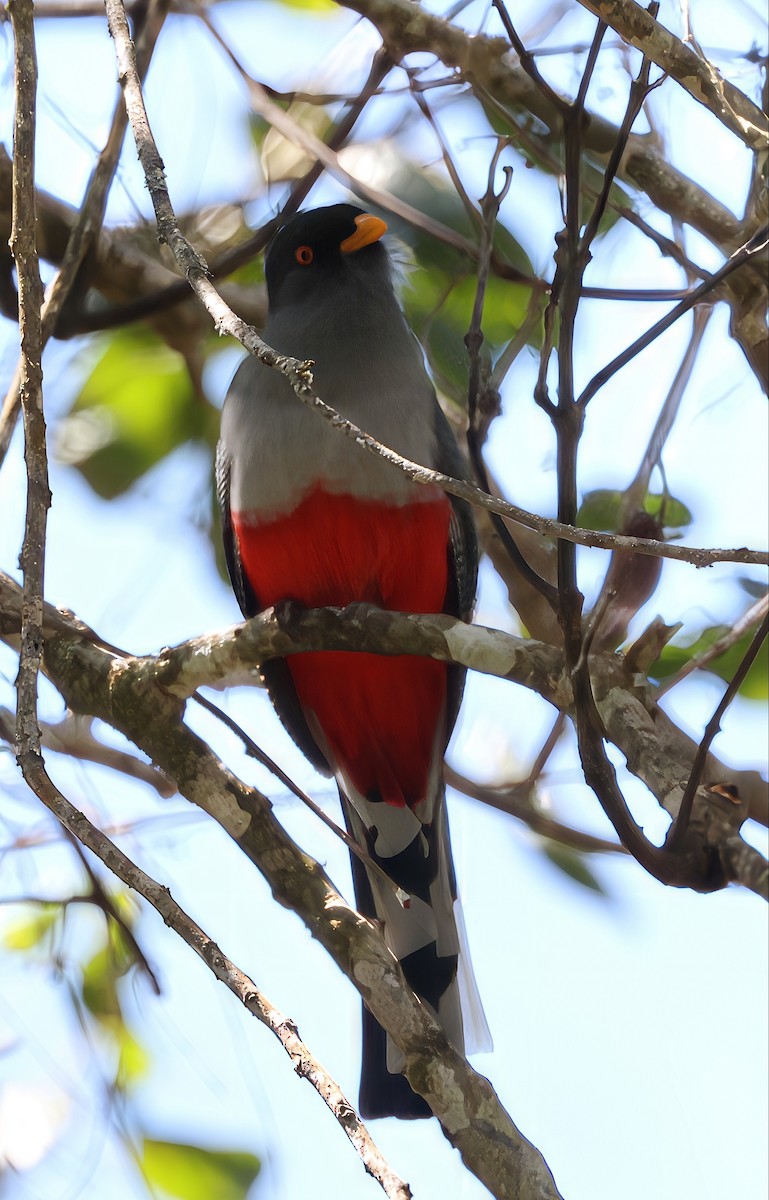 Hispaniolan Trogon - ML633362083