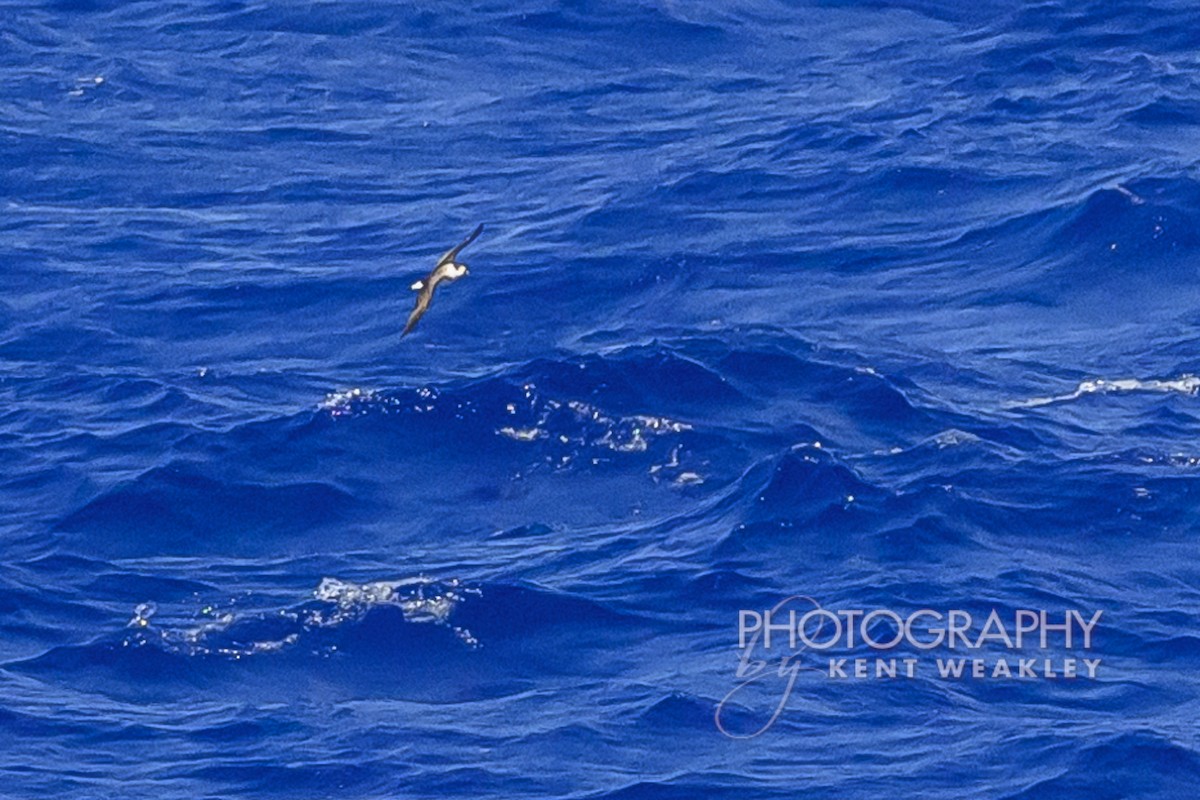 Black-capped Petrel - ML633362093