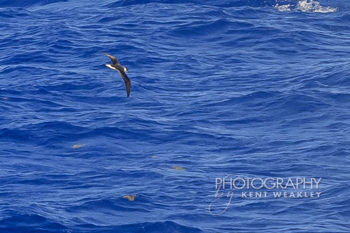 Black-capped Petrel - ML633362094