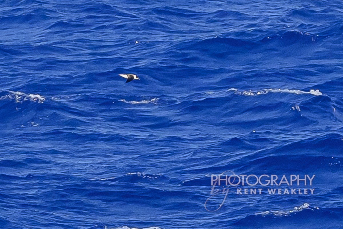 Black-capped Petrel - ML633362095