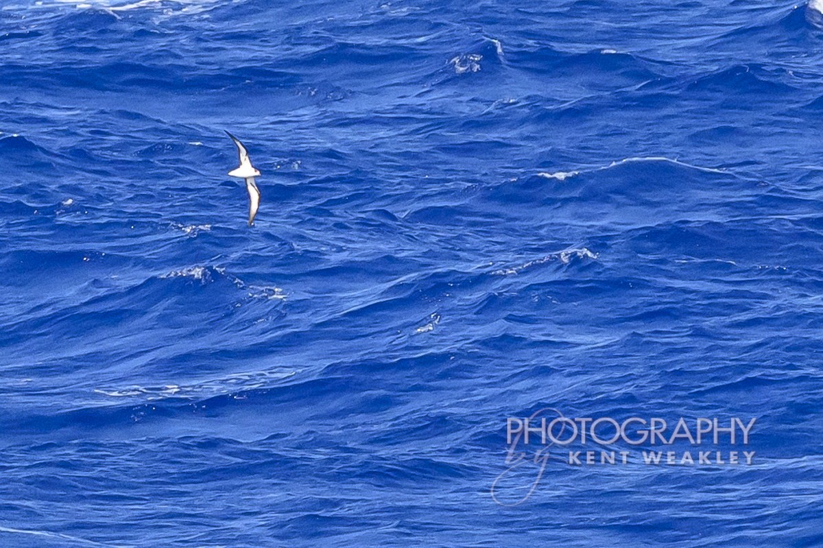 Black-capped Petrel - ML633362097