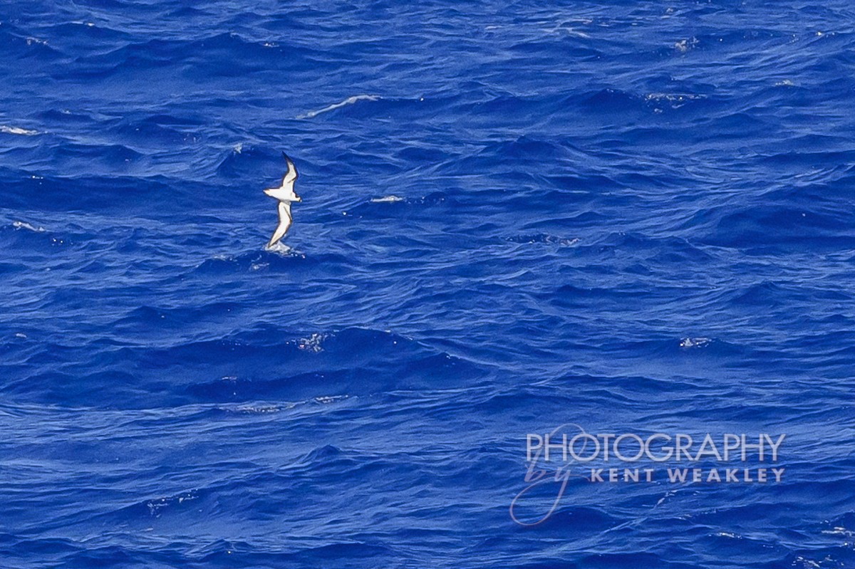 Black-capped Petrel - ML633362099