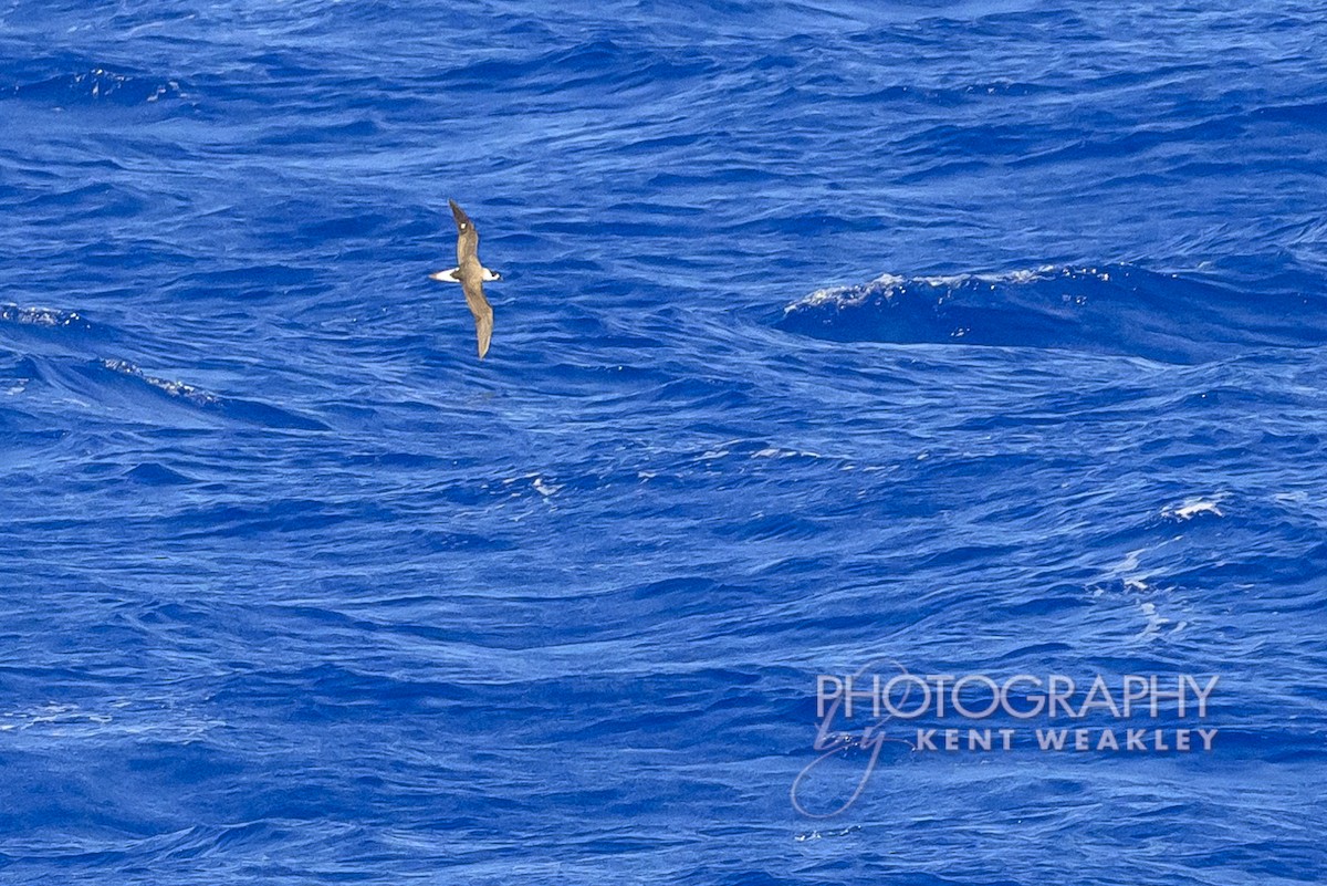 Black-capped Petrel - ML633362100