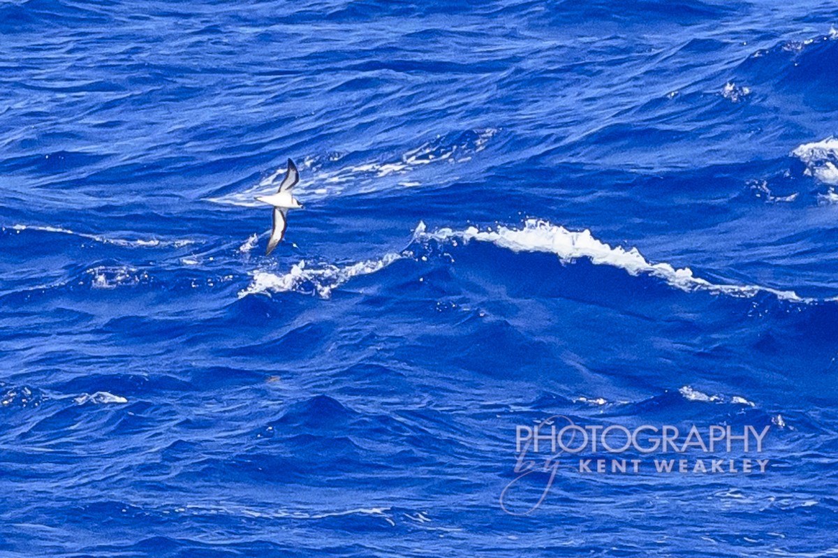 Black-capped Petrel - ML633362101