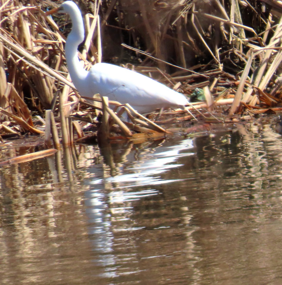 Great Egret - ML633362248