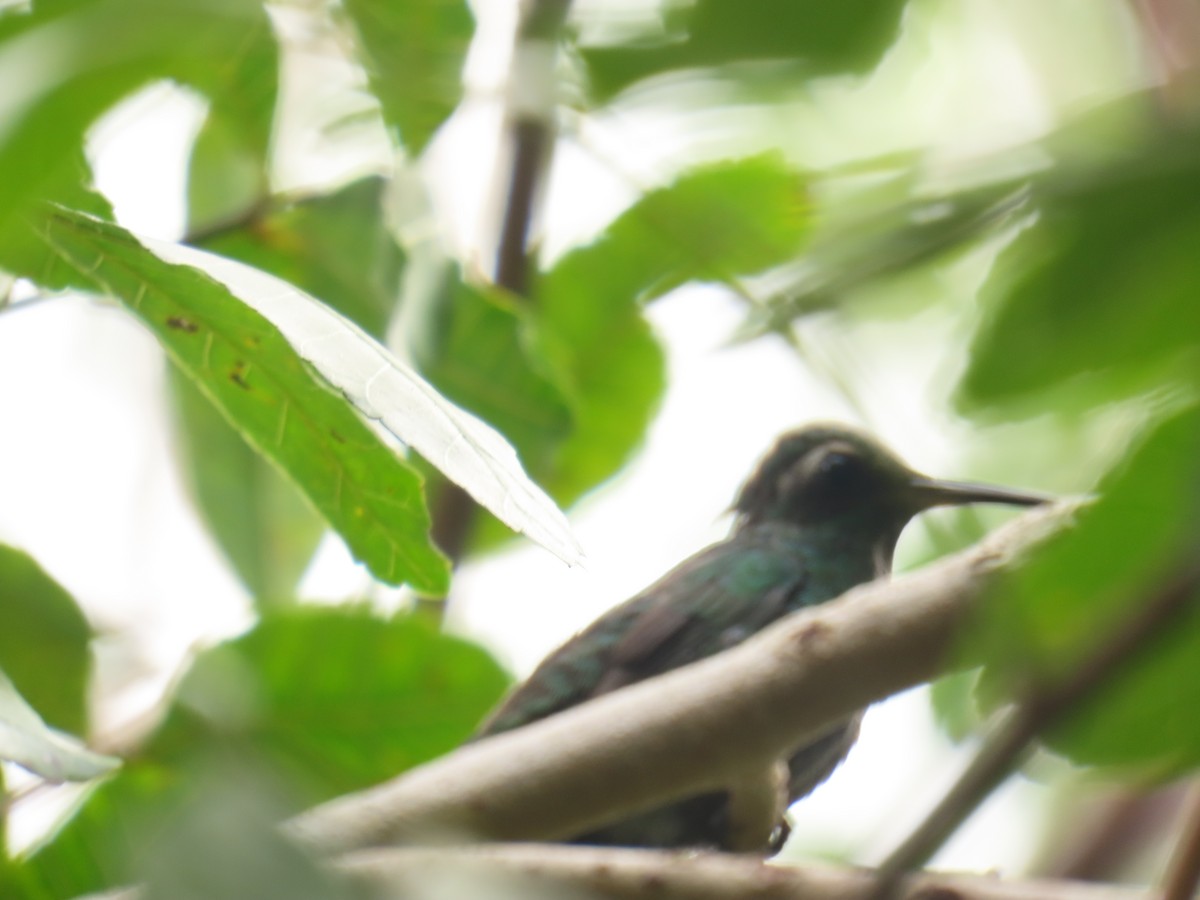 Cuban Emerald - ML633362274