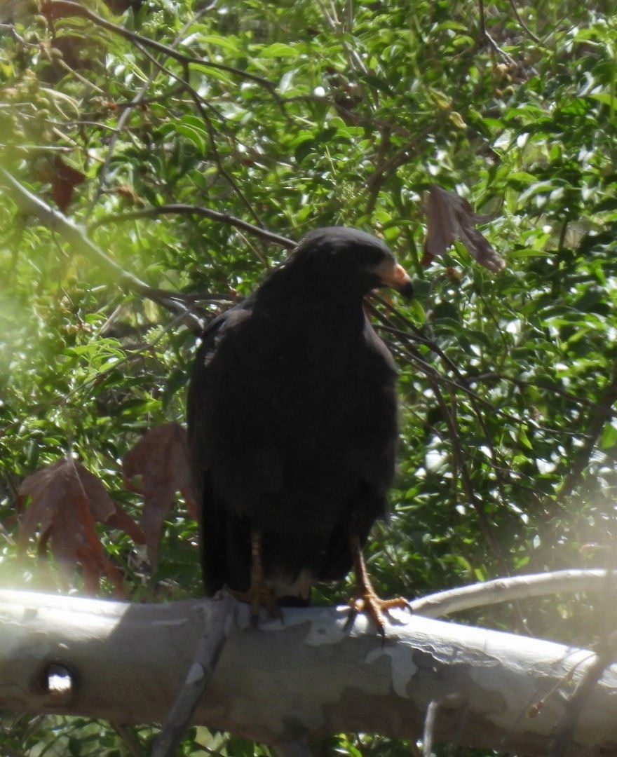 Common Black Hawk - ML633362487