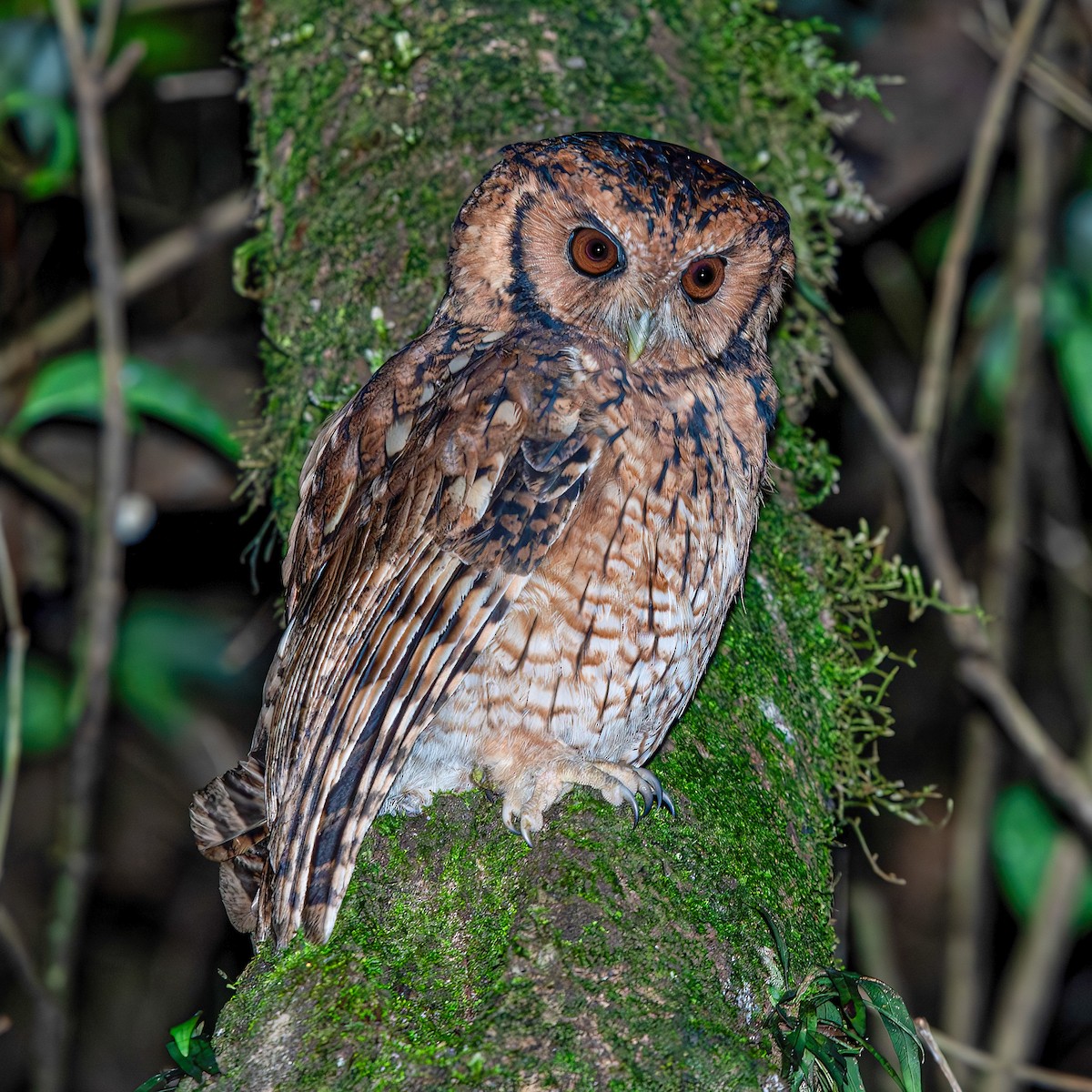 Long-tufted Screech-Owl - ML633362519