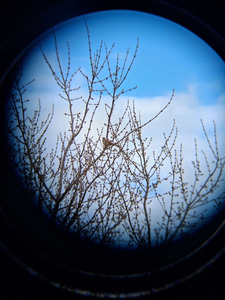 Brown Thrasher - ML633362552
