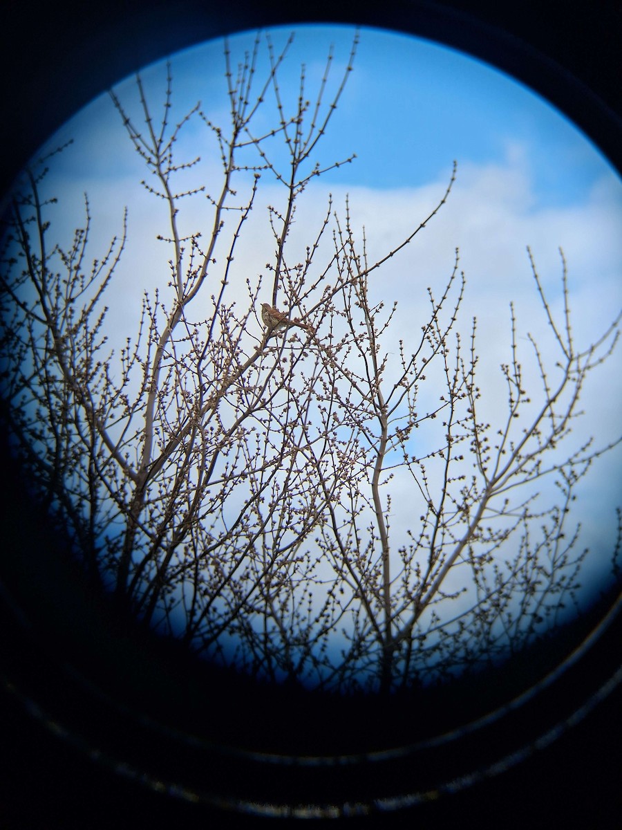 Brown Thrasher - ML633362553