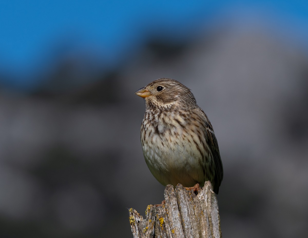Corn Bunting - ML633362632