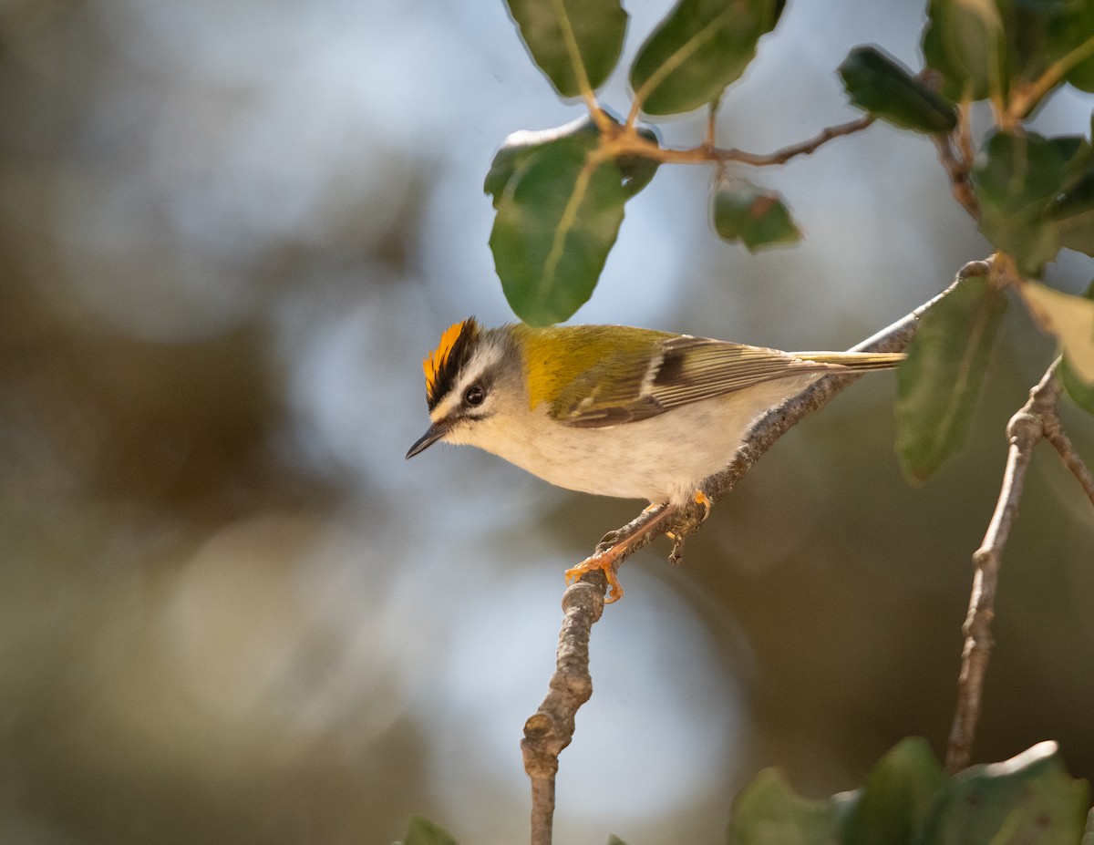 Common Firecrest - ML633362657