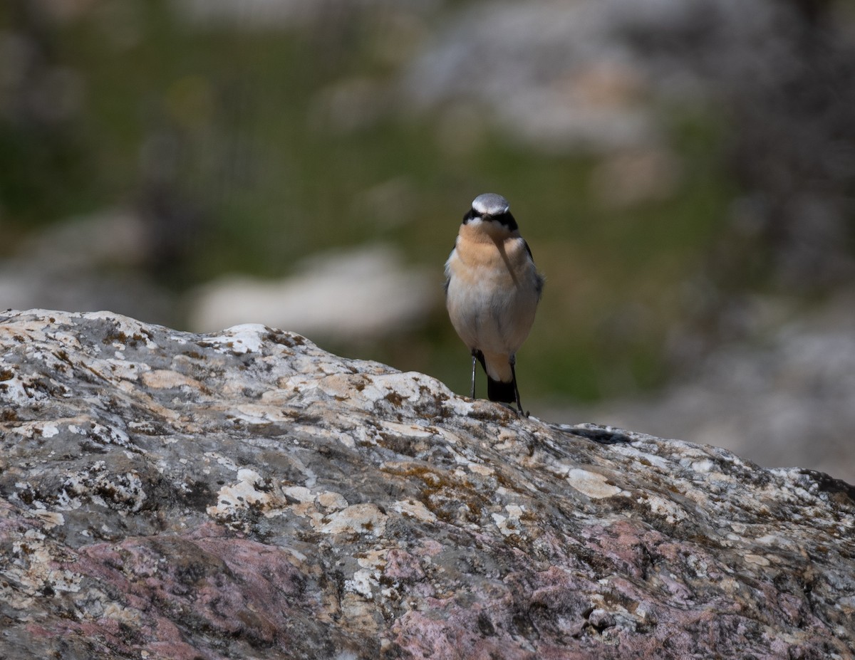 Northern Wheatear - ML633362666