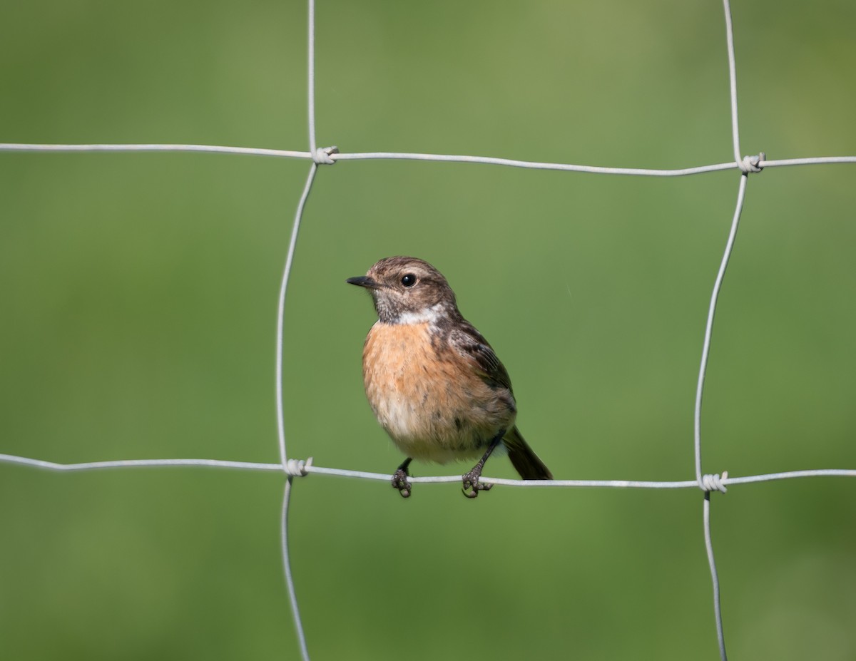 European Stonechat - ML633362692