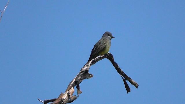 Cassin's Kingbird - ML633362957