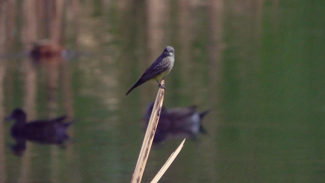 Cassin's Kingbird - ML633362996