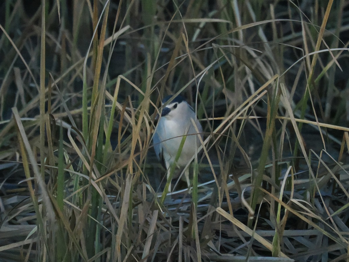 kvakoš noční (ssp. nycticorax) - ML633363029