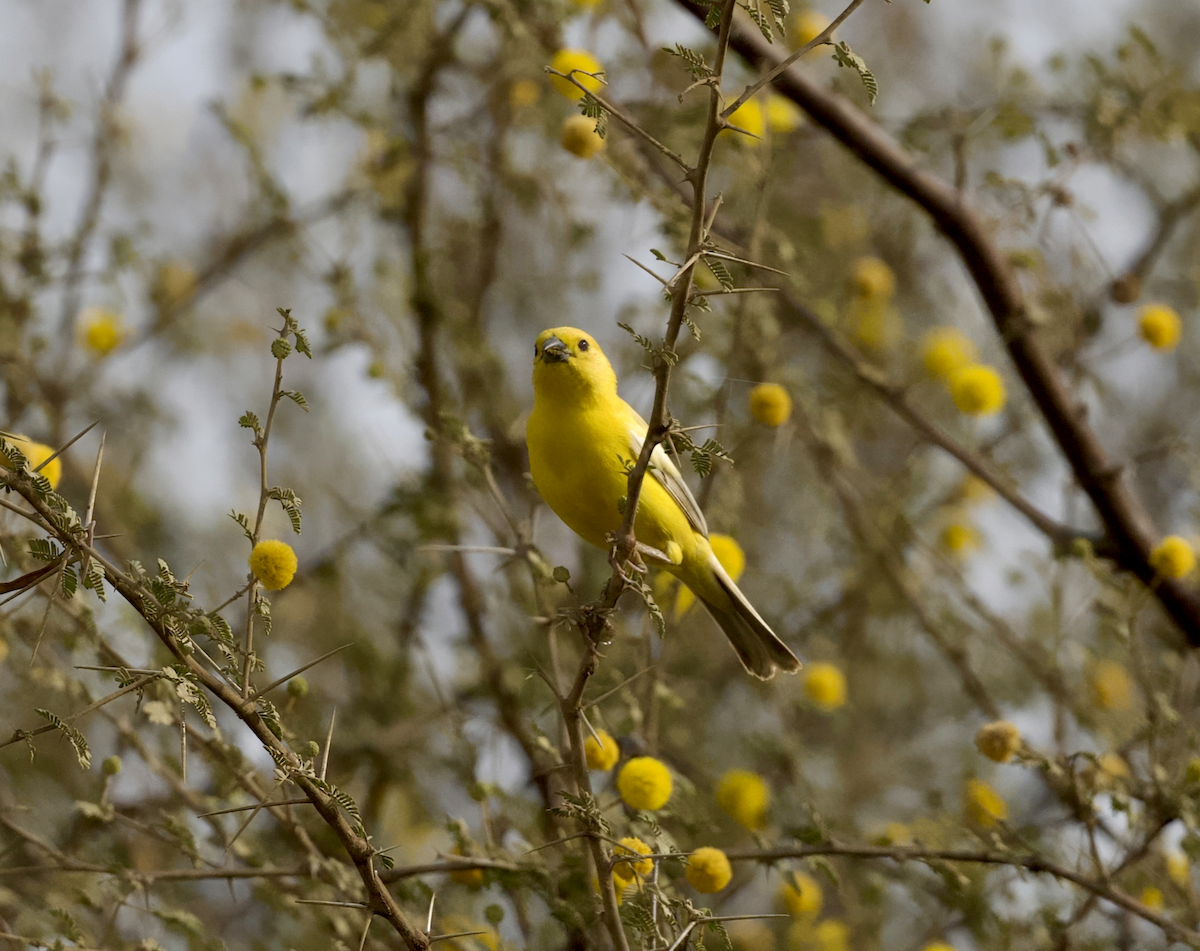 Arabian Golden Sparrow - ML633363316