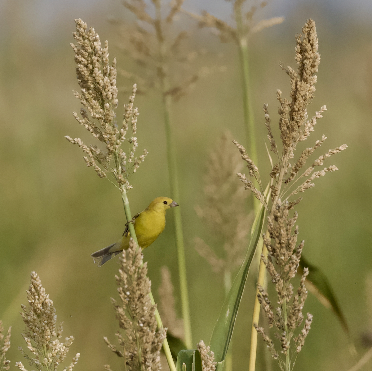 Arabian Golden Sparrow - ML633363317