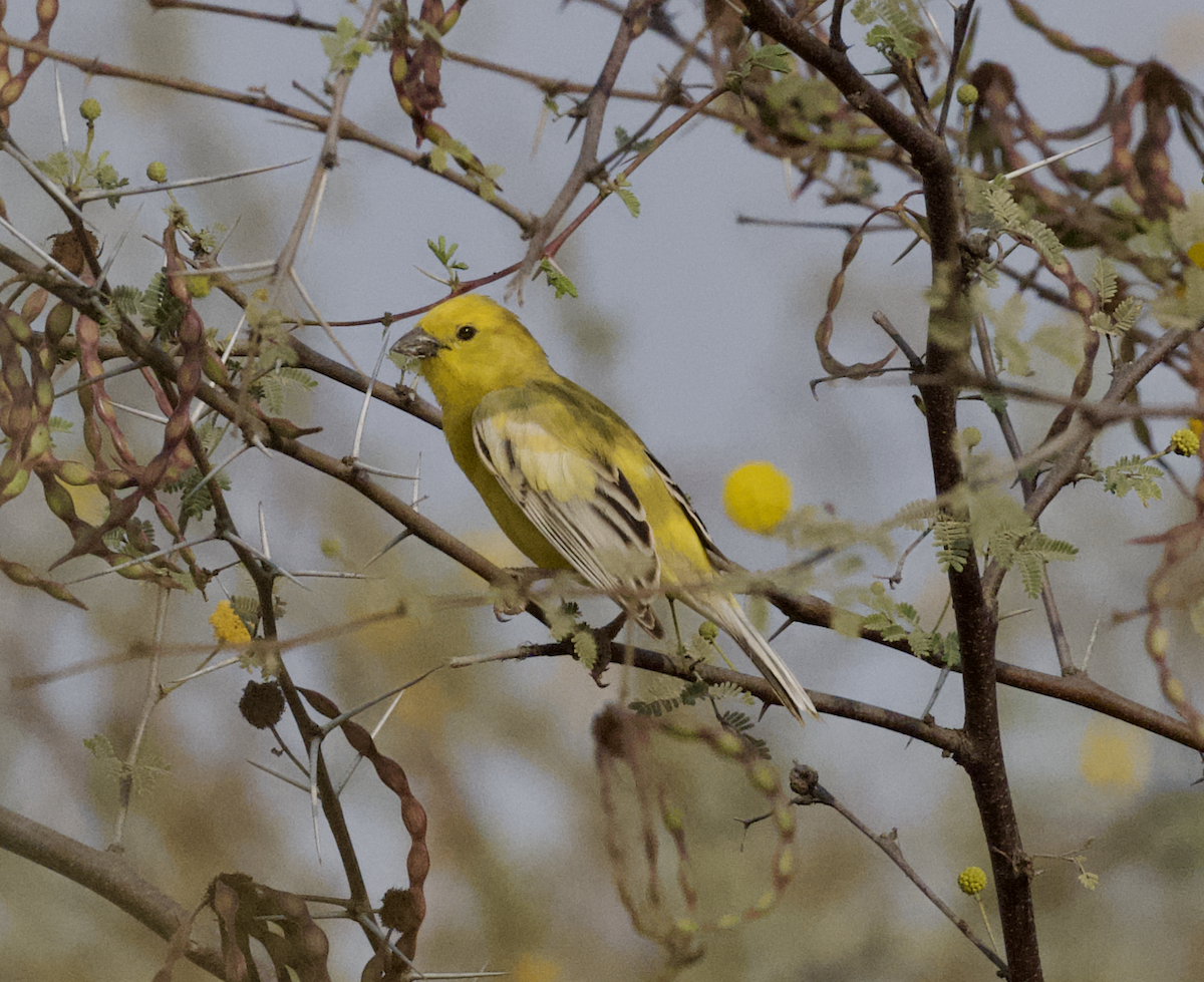 Arabian Golden Sparrow - ML633363318