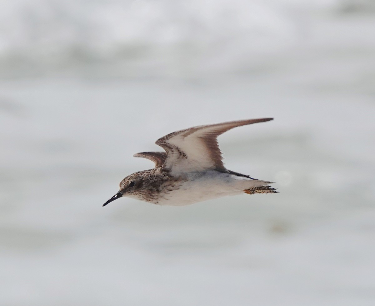 Least Sandpiper - Nick Addey