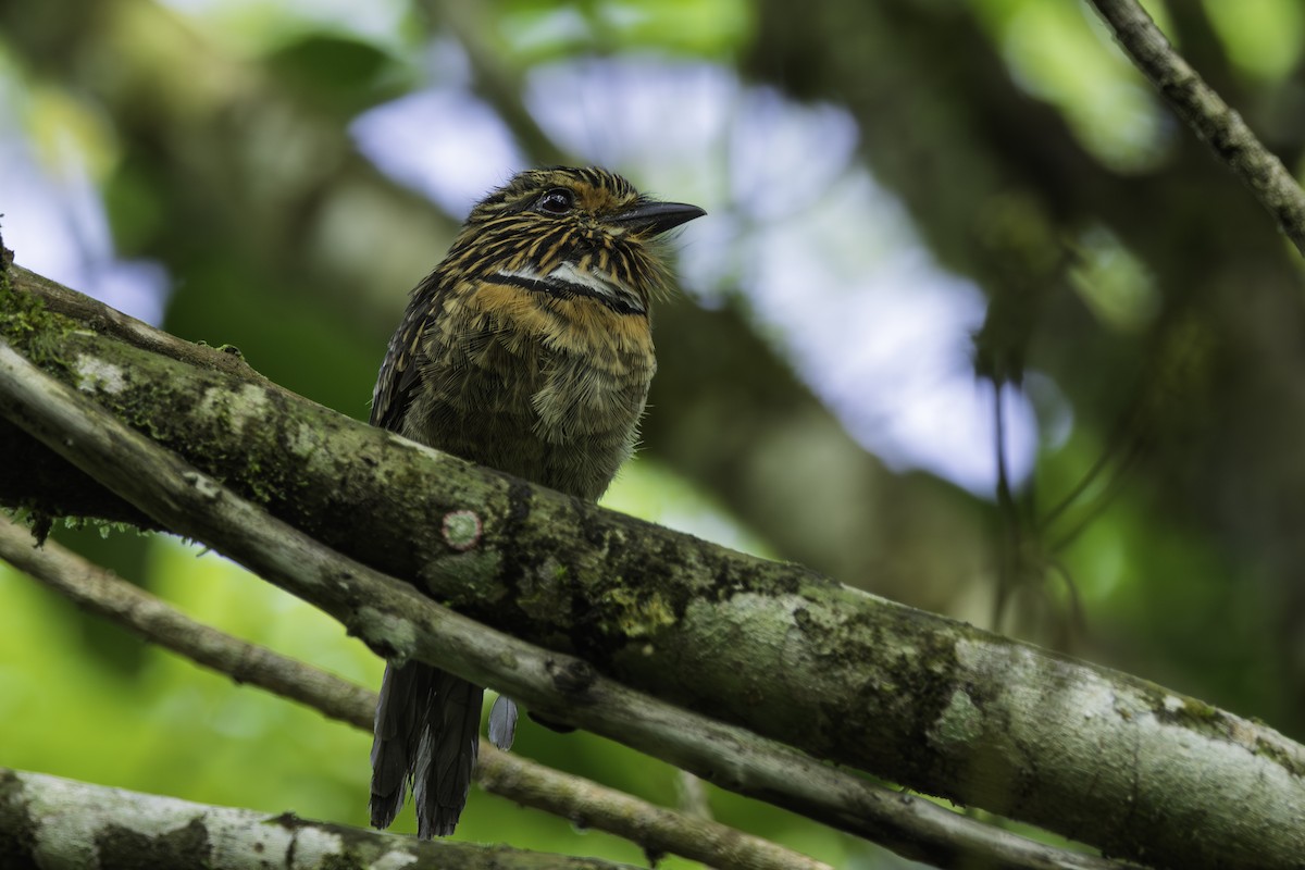 lenivka větší (ssp. striata) - ML633363693