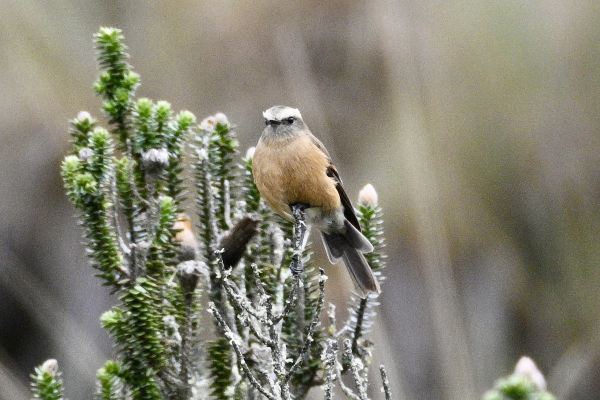 Brown-backed Chat-Tyrant - ML633363694