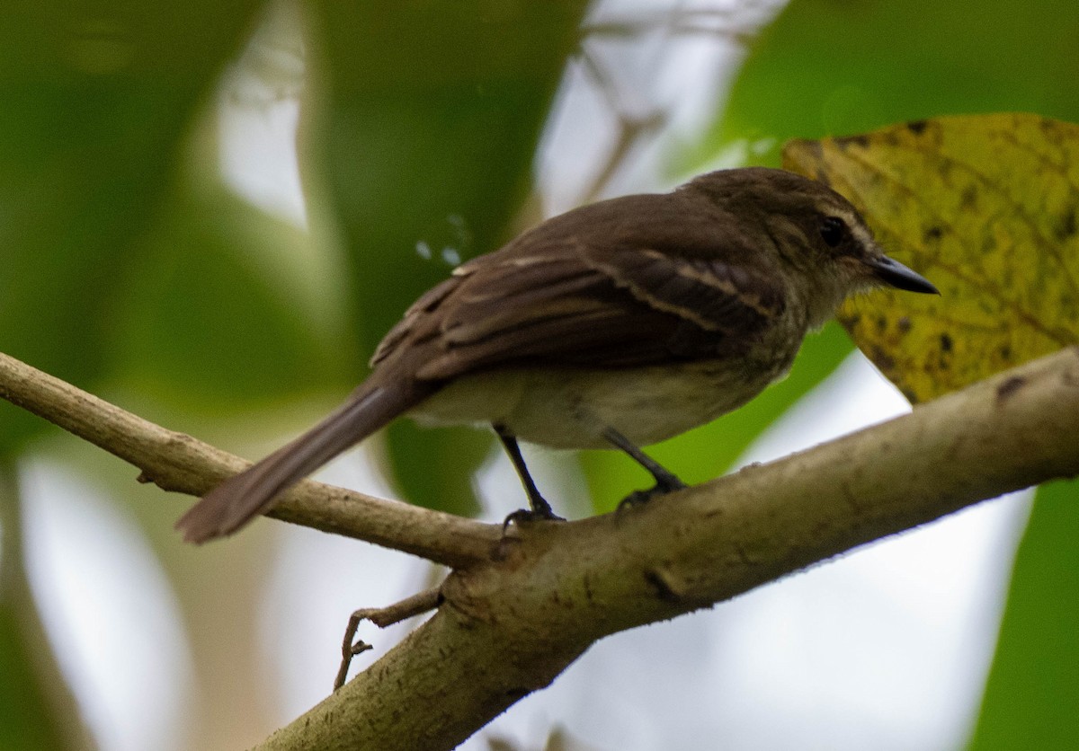 Fuscous Flycatcher - ML633363819