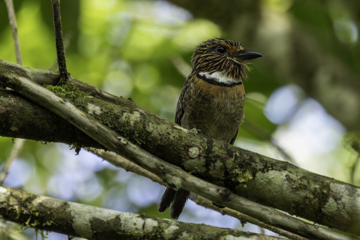 lenivka větší (ssp. striata) - ML633363841