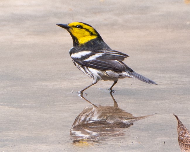 Golden-cheeked Warbler - ML633363970
