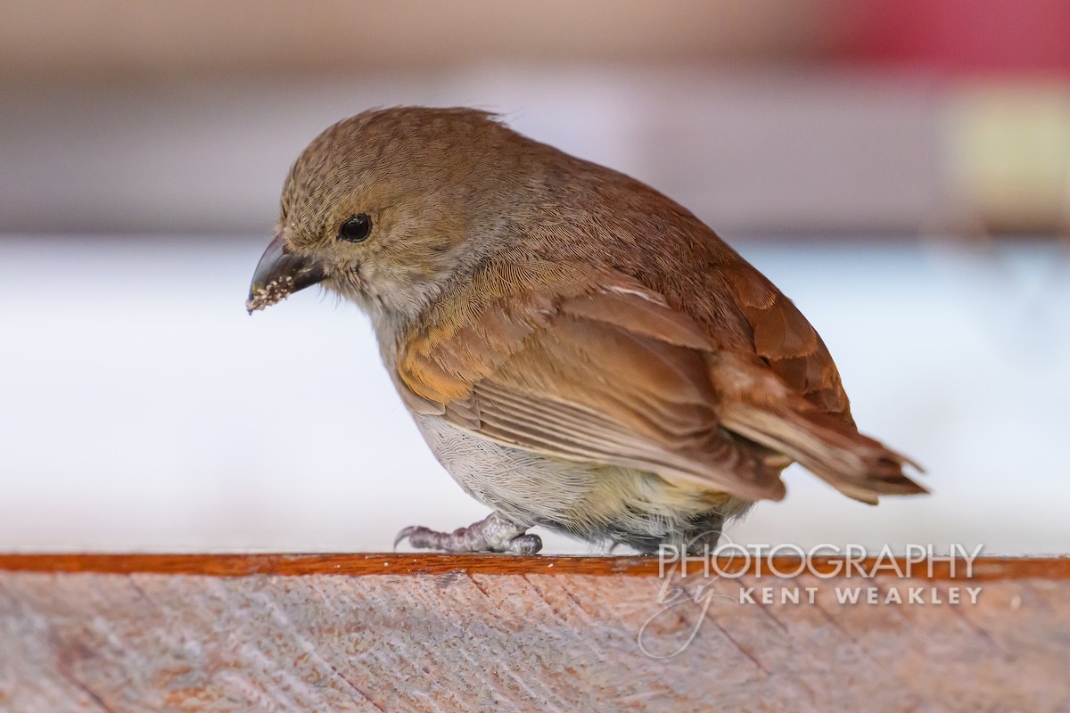 Barbados Bullfinch - ML633364075