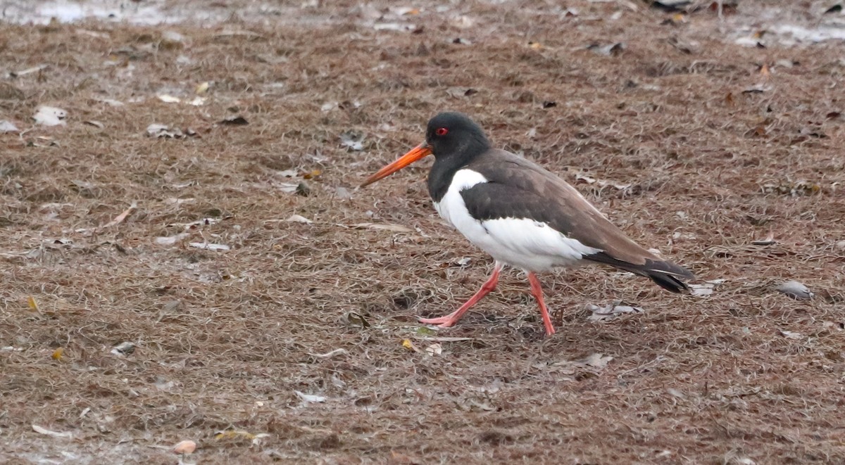 Eurasian Oystercatcher - David Santamaría Urbano