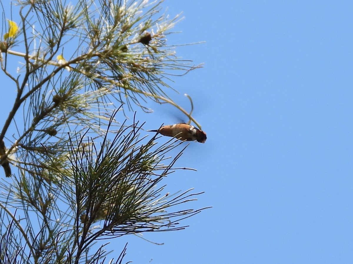 Rufous-shafted Woodstar - ML633364251