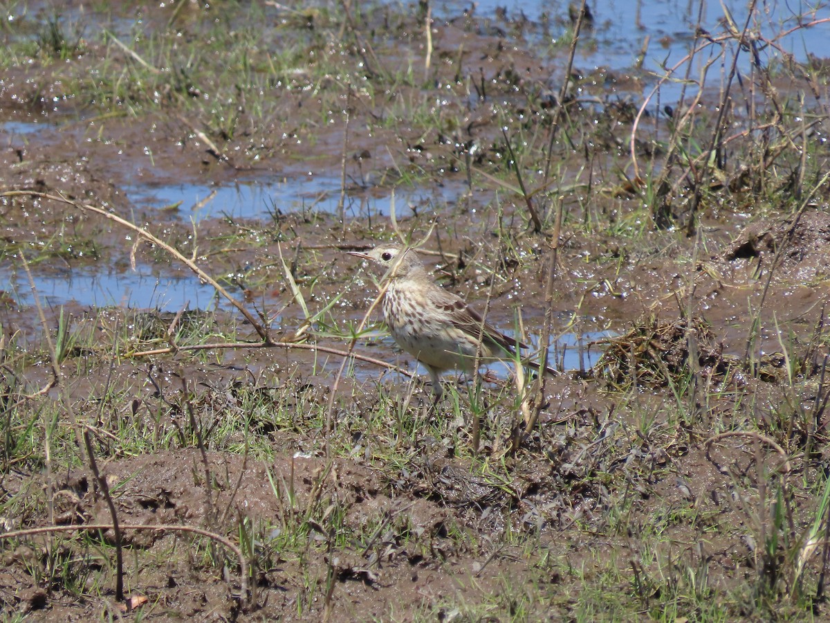 American Pipit - ML633364435