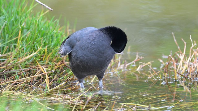 Foulque des Hawaï - ML633364537
