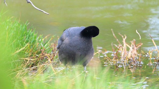 Foulque des Hawaï - ML633364548
