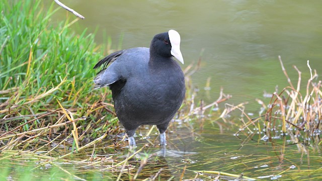 Foulque des Hawaï - ML633364556