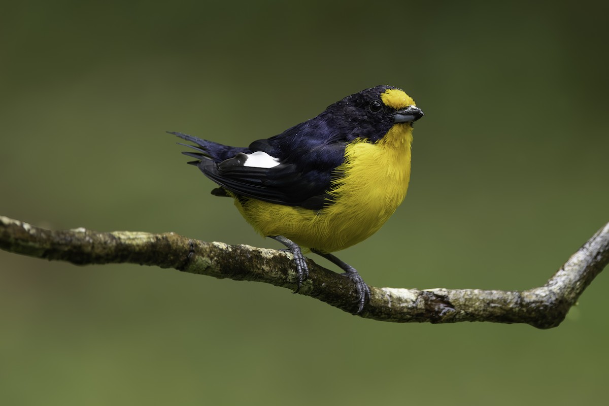 Violaceous Euphonia - ML633364559