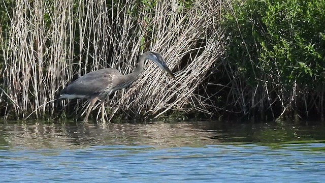 Great Blue Heron (Great Blue) - ML633364642