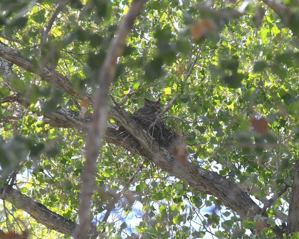 Great Horned Owl - ML633364665